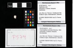 Foto (Objekt + Etikett) von Cracensigillatus acutirostris (Moericke, 1889)  (NHMW-GEO-2014-0194-0579)